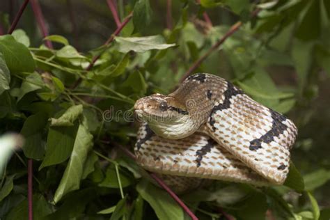 Boiga Cynodon, Commonly Known As the Dog-toothed Cat Snake Stock Photo - Image of forest, asia ...