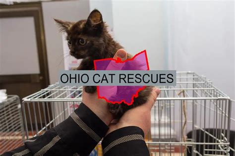 30 Top Cat Rescues in Ohio State (Their Adoption Fees)