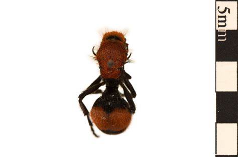 Red Velvet Ant, Eastern Velvet Ant | Smithsonian Institution