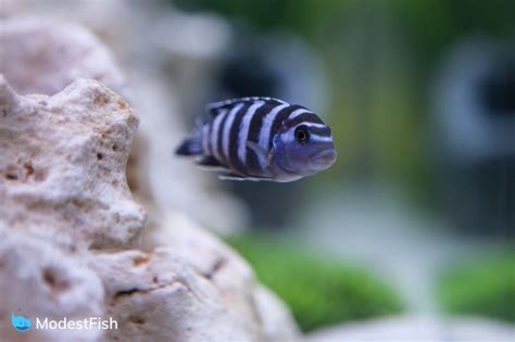 7 Best Rocks For Cichlids 2023 Reviewed (Aquarium Safe)