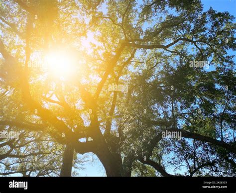 a bright sunny tree sky nature backdrop sun beams rays afternoon ...