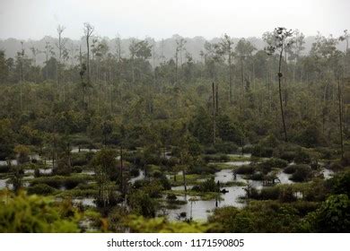 897 Brunei Rainforest Images, Stock Photos, 3D objects, & Vectors | Shutterstock