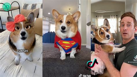 Hammy & Olivia Corgi Funny TikTok Videos 2021 | Best Hammy and Olivia New Compilation - YouTube