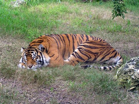 Sleeping Tiger by ManyardButler on DeviantArt