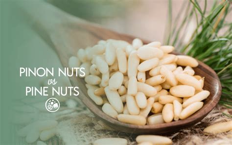 Pinon Nuts VS Pine Nuts: Here Are The Subtle Differences