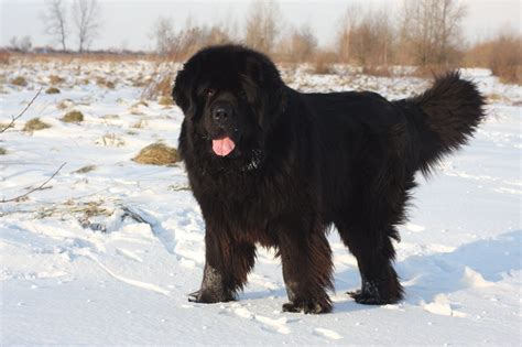 Newfoundland Dog - Complete Guide & Top Facts - Animal Corner