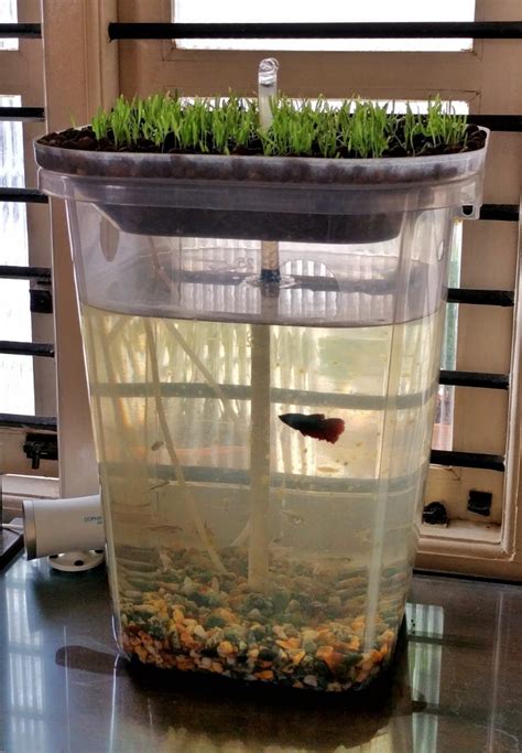 Grow Food From Fish Waste Using Karnataka Couple’s Aquaponic Method