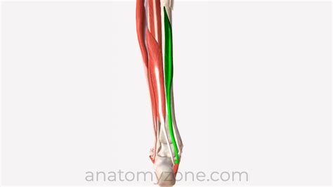 Flexor Digitorum Longus - Origin, Insertion, Action, 3D Model | AnatomyZone