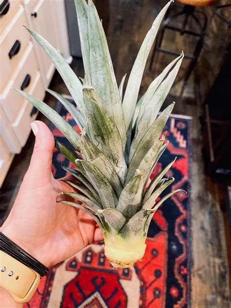 How to Propagate a Pineapple Plant - Life Love Larson