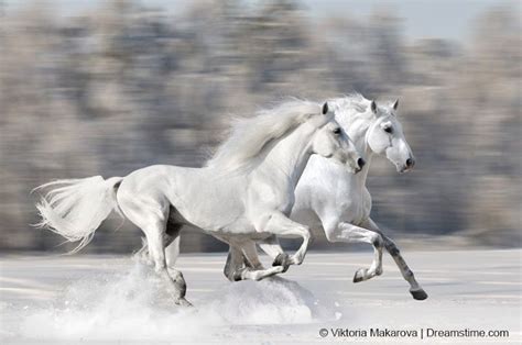 White horses running in snow | Internet art and photos | Pinterest | Horses, White horses and ...