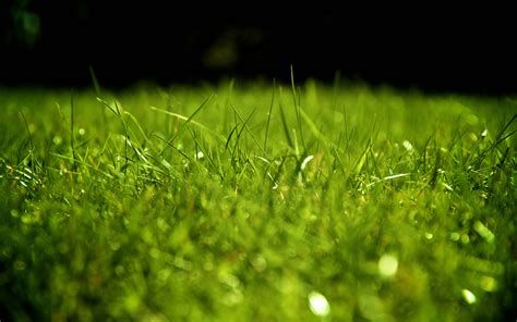 Hd Grass Wallpaper