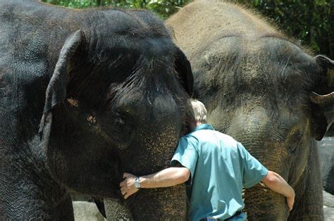 An elephant trainer and two elephants share a group hug at Auckland Zoo in New Zealand | Animals ...