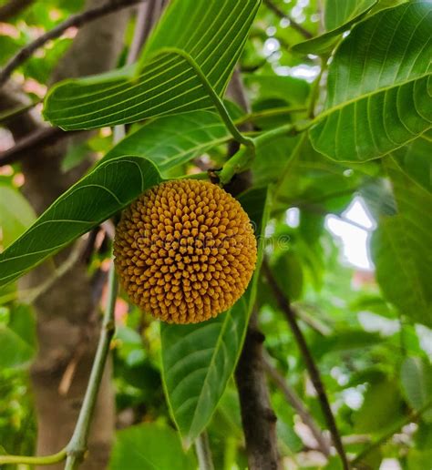 Beautiful Image of Burflower or Kadam Tree in a Field India Stock Photo - Image of burflower ...