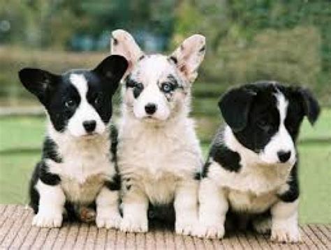 Cardigan Trio | Cardigan welsh corgi puppies, Cute puppies, Corgi