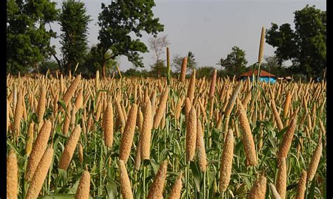 Significance of Millet Cultivation in India