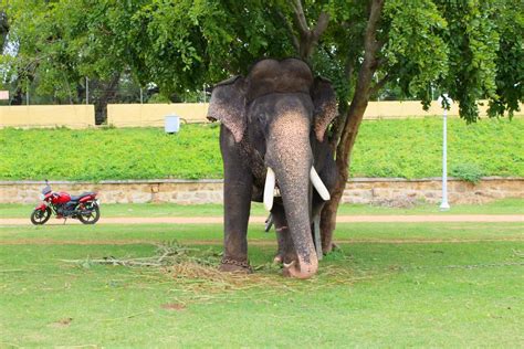 A Penance Of 16 Years: How Arjuna The Mysuru Ambari Elephant Came Back ...