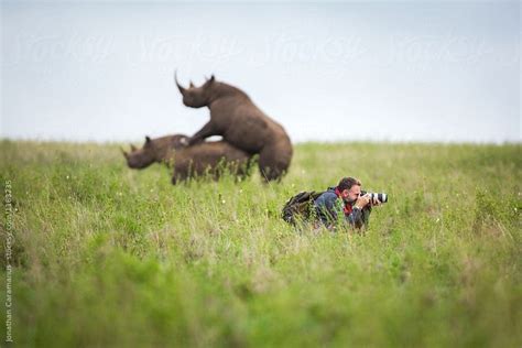 "Photographer Missing The Moment Of 2 Rhinos Mating Behind Him" by Stocksy Contributor "Jonn ...