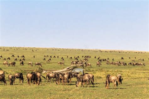 Savanna Herbivores. Great Migration Stock Image - Image of african ...