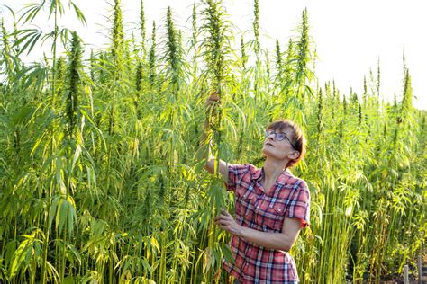 Hemp Seed Farming Explained - Agri4Africa