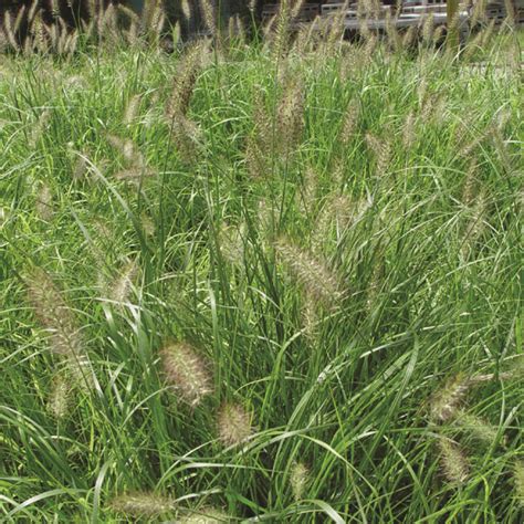 Pennisetum 'Hameln' - Van Berkum Nursery