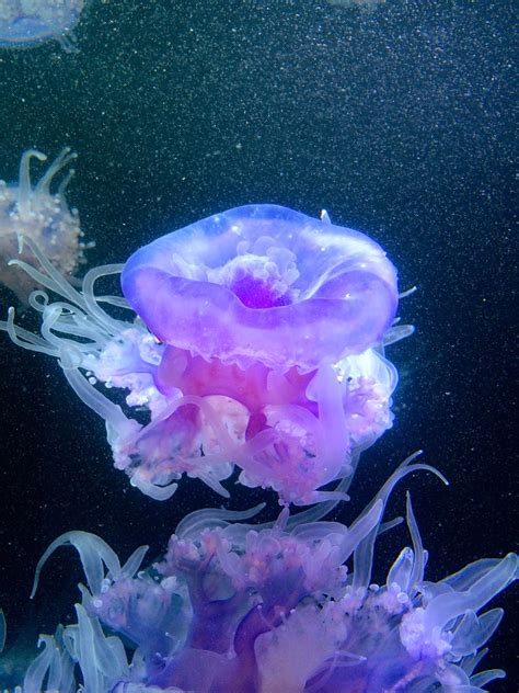 Jellyfish at the Monterey Bay Aquarium - and World Oceans Day | Alexander Chow-Stuart