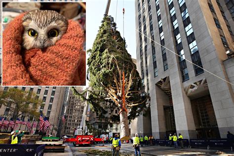 Owl in 2020 Rockefeller Christmas tree could've been 'crushed'