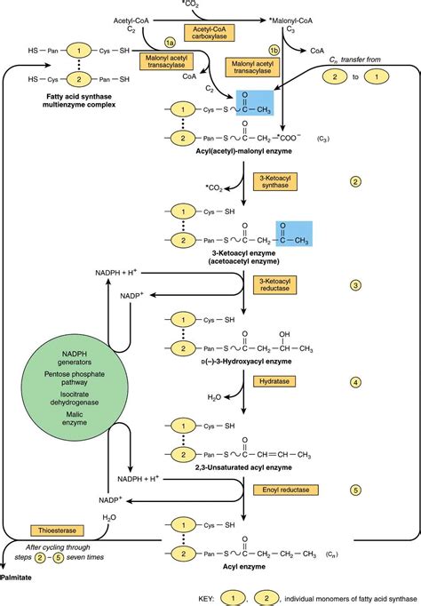 Biosynthesis of Fatty Acids & Eicosanoids | Basicmedical Key