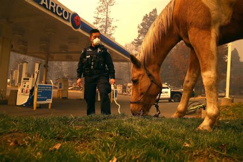 Haunting Pictures Show Animals Fleeing The California Wildfires ...