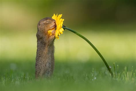 Photographer captures moment 'curious' squirrel stops to smell a flower ...