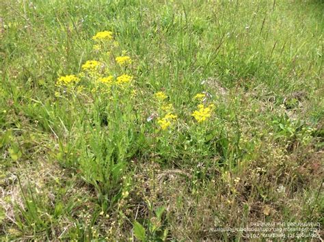 Plant Identification: Pasture weeds/ flowers, 3 by Tennterra