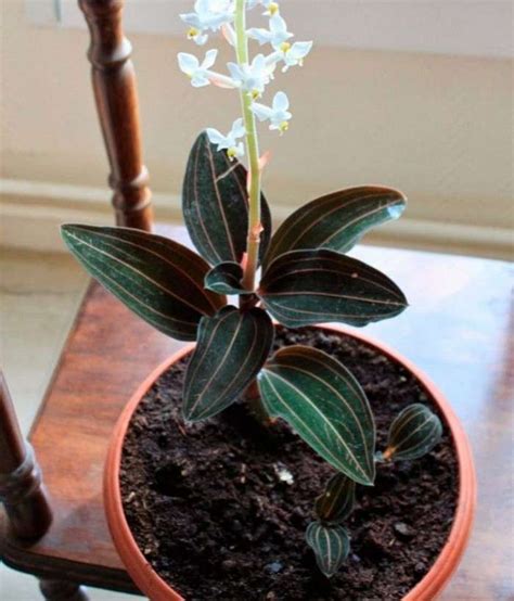 Ludisia Discolor (Jewel Orchid): Care At Home, Transplant, Soil | Jewel orchid, Plant care ...