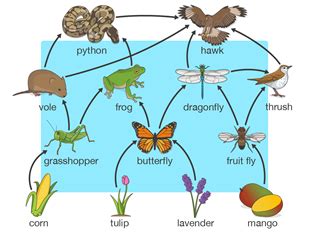 Scientific value of butterflies – QR Learning Platform