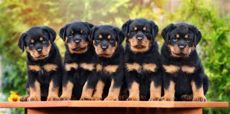 Weight Chart For Rottweiler Puppies