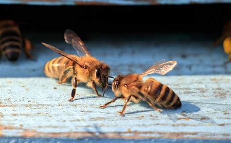 Fear and Phobia of Bees: How to Get Over the Fear of Bees