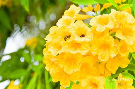 The Yellow Elder Flower National Flower of the Bahamas | Bahamas | Pinterest | Elder flower