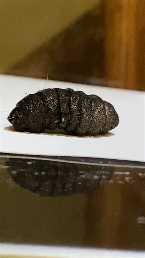 [Bay Area, CA] Is this a botfly larvae (cuterebra)? Found it in my ...