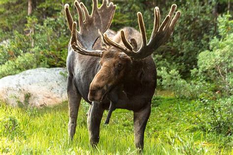 Moose Facts for Kids - The Facts Vault