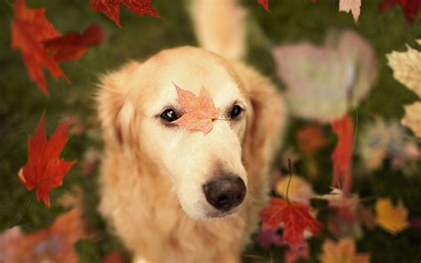 🔥 [30+] Autumn Animal Wallpapers | WallpaperSafari