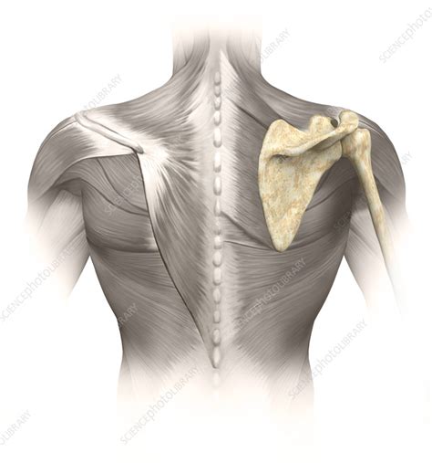 Shoulder blade, illustration - Stock Image - C059/9975 - Science Photo ...