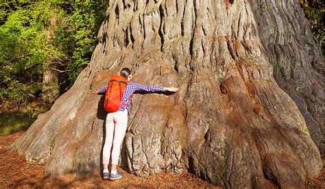 Giant Sequoia: The World's Biggest Trees - WorldAtlas.com