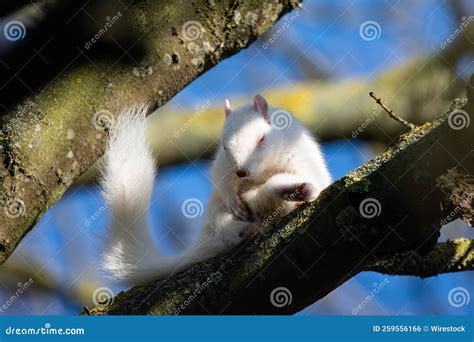 Closeup of a Cute Albino Squirrel on a Tree Branch Stock Photo - Image ...