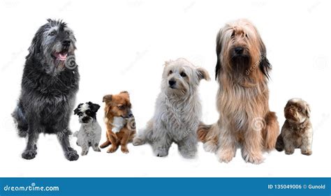 Group of Dogs of Different Size Stock Photo - Image of close ...