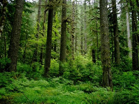 Slow - Coastal Temperate Rainforest | Coastal temperate rain… | Flickr