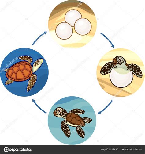 Life Cycle Of A Turtle