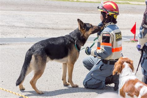 Family-Disaster-Dogs: 4 Dog Breeds That'll Rescue You In A Pinch