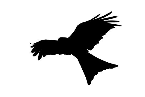 Bird Silhouette Flying Free Stock Photo - Public Domain Pictures