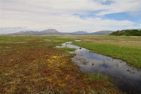 The First World Map of Tidal Marshes - Cool Green Science