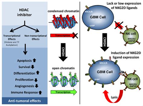 Antitumor activity of hDAC inhibitors. (Left) the inhibition of histone ...