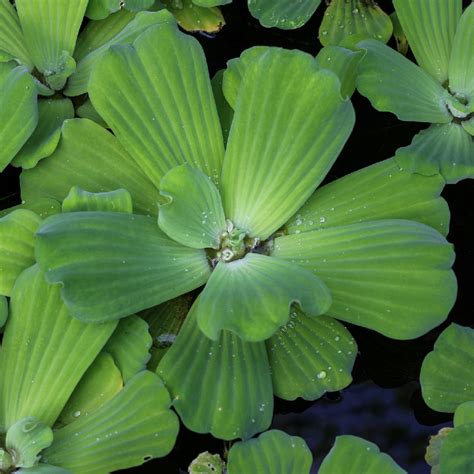 Pistia Flower, Leaf, Care, Uses - PictureThis