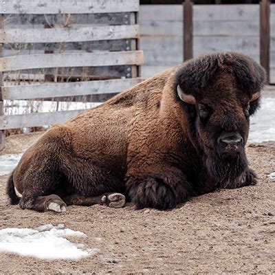 American Bison - Our Animals - Henry Vilas Zoo